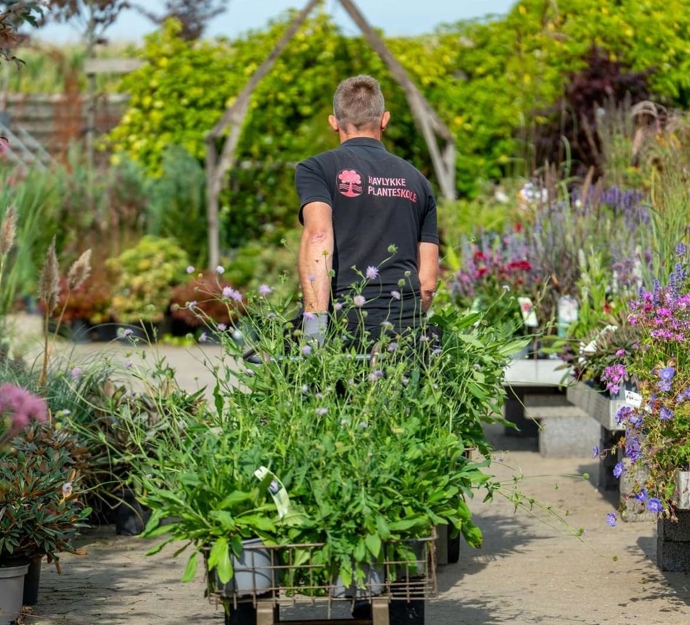 Gartner på planteskole med grønne planter